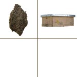 Beehive + colony of bees