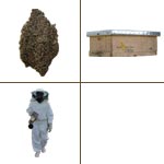 Beehive + colony of bees + protective clothing