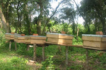 Hives on stands.