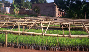 Tree seedlings