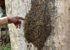 Wild swarm of bees.